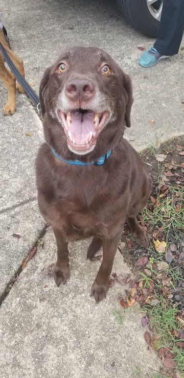 Lab Rescue - Parker.jpg